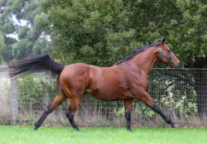 Cape Of Good Hope_19-04-2024_GEN_Bombora Downs__1292